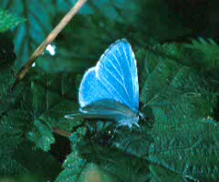 Holly Blue