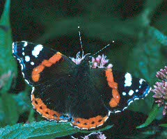 Red Admiral