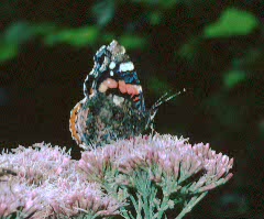 Red Admiral