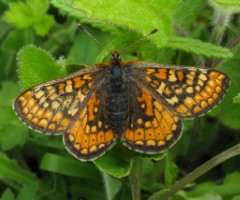 Marsh Fritillary