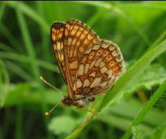 Marsh Fritillary