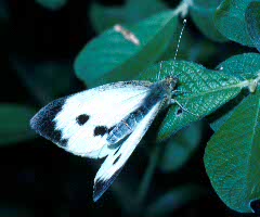 Large White