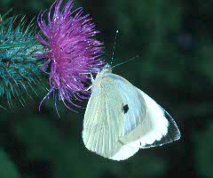 Large White