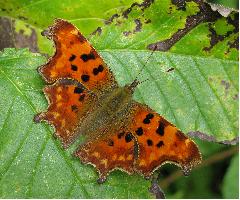 Comma