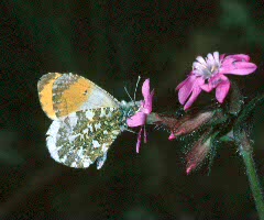 Orange-tip