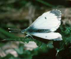 Orange-tip