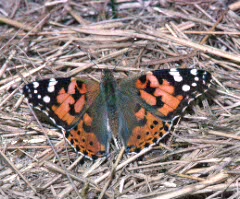 Painted Lady