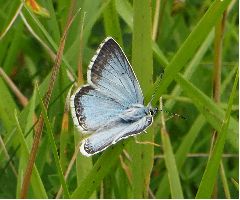 Chalk Hill Blue