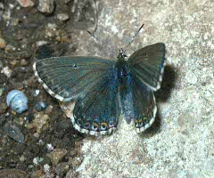 Chalk Hill Blue