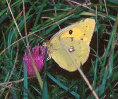 Clouded Yellow