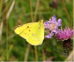 Clouded Yellow