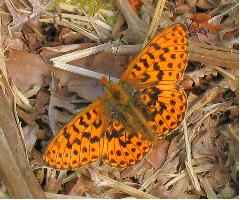 Pearl-bordered Fritillary