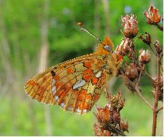 Pearl-bordered Fritillary