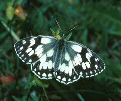 Marbled White