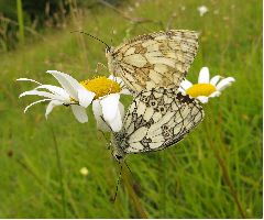 Marbled White