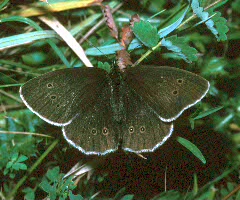 Ringlet