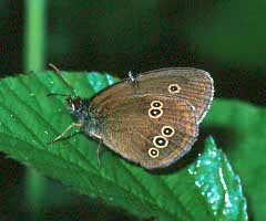 Ringlet