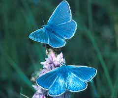 Common Blue