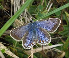 Common Blue