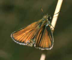 Essex Skipper