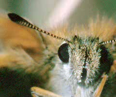 Essex Skipper