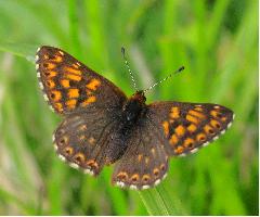 Duke of Burgundy