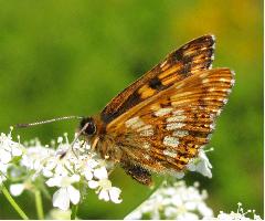 Duke of Burgundy