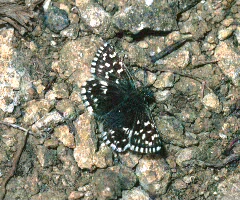 Grizzled Skipper