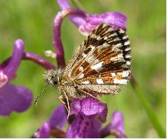 Grizzled Skipper