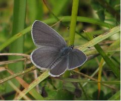 Small Blue