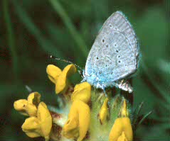 Small Blue