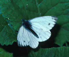 Green-veined White