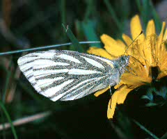 Green-veined White