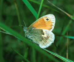 Small Heath