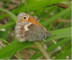 Small Heath