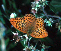 Silver-washed Fritillary