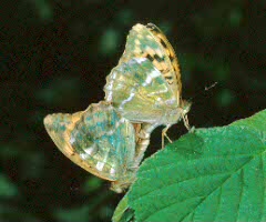 Silver-washed Fritillary