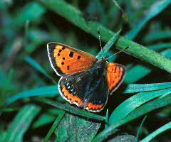 Small Copper