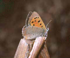 Small Copper