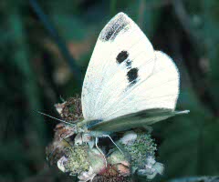 Small White