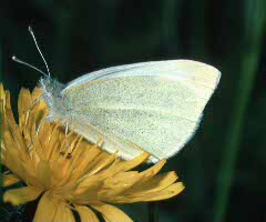 Small White