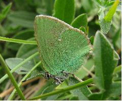 Green Hairstreak