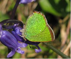 Green Hairstreak