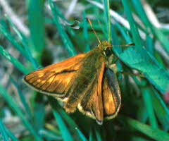 Large Skipper