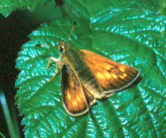 Large Skipper