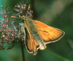 Small Skipper