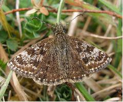 Dingy Skipper