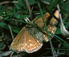 Dingy Skipper