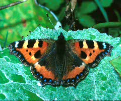 Small Tortoiseshell