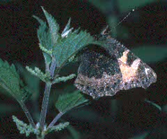 Small Tortoiseshell